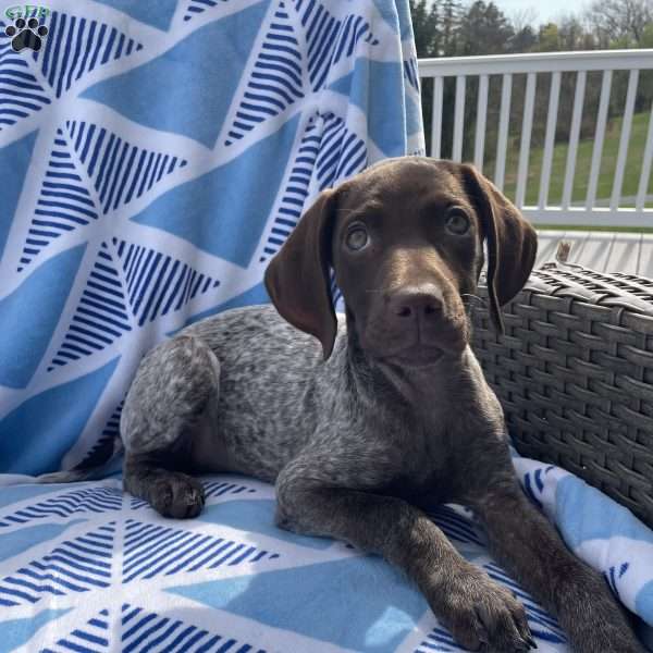 CADBURY, German Shorthaired Pointer Puppy